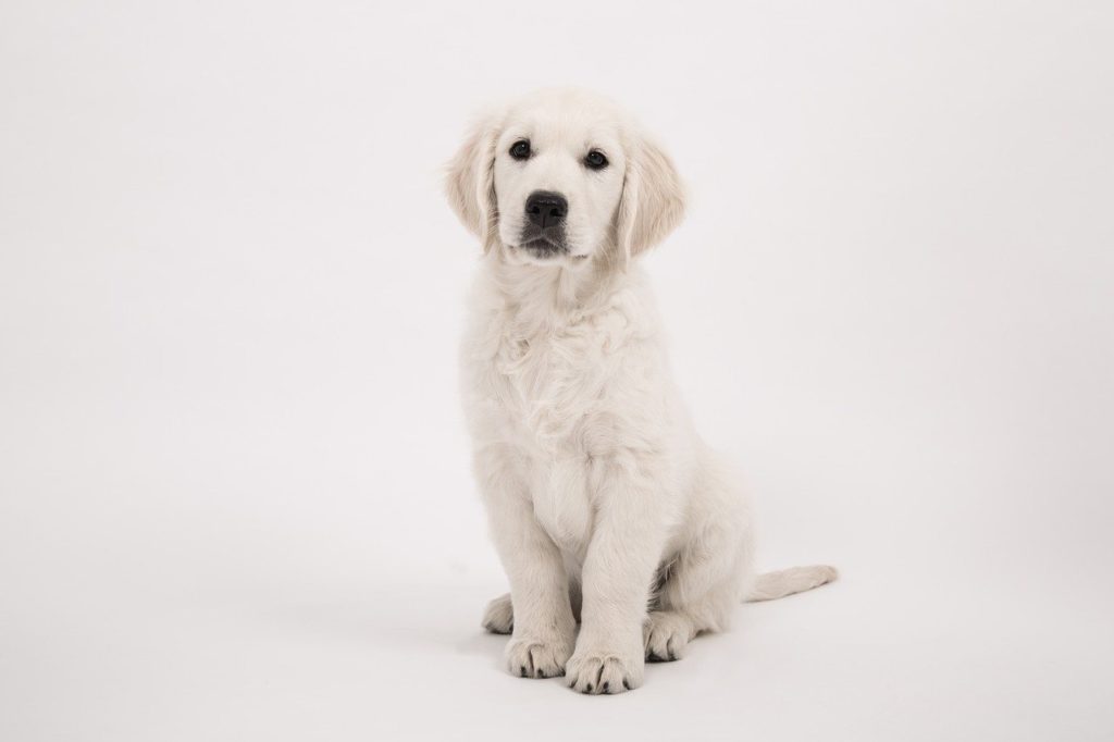 évaluer le poids d'un golden retriever