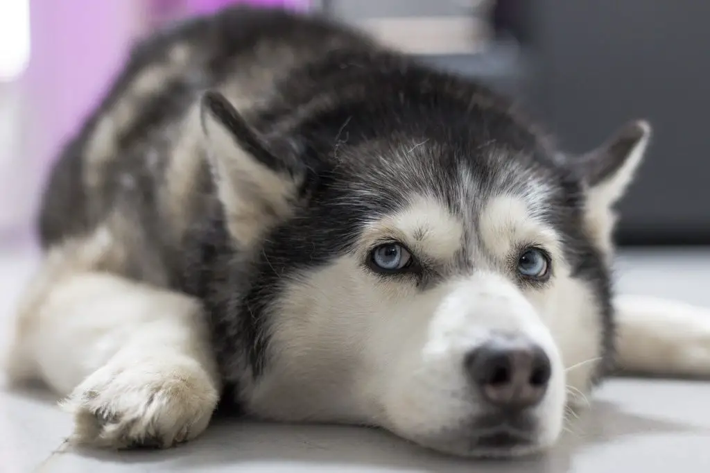 poids idéal d'un husky