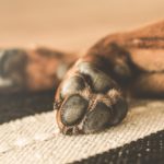 Comment Couper les Ongles du Chien : Conseils et Guide Étape par Étape