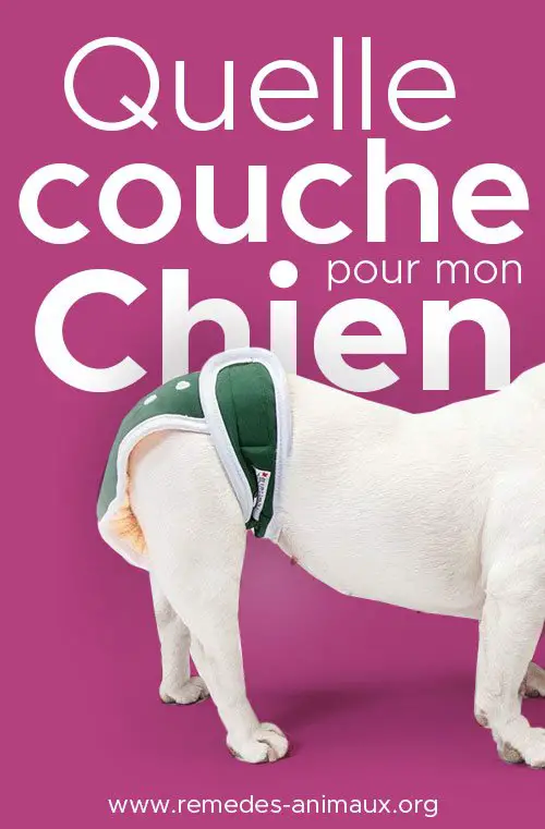 quelle couche choisir pour mon chien