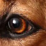 Des taches brunes sur les Yeux du Chien, Est-ce Grave ?