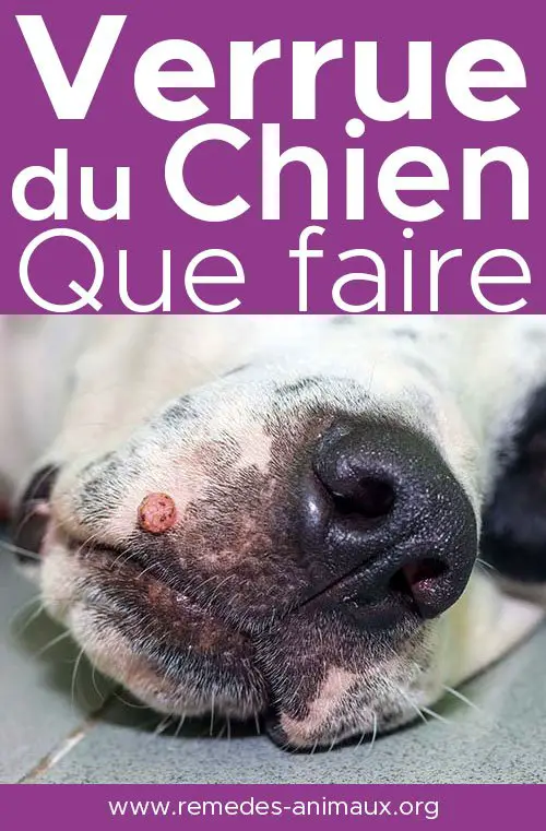 verrue du chien que faire