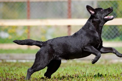 apprendre à un chien à ne pas sauter