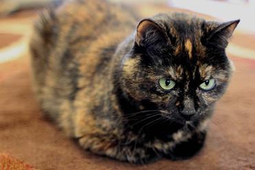 Chat Ecailles De Tortue 30 Choses A Savoir Sur Les Chats A La Robe Ecaille De Tortue Remedes Naturels Pour Animaux