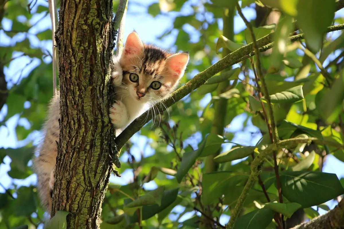 comment faire sortir un chat d'un arbre