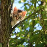 Comment faire descendre un chat d'un arbre sans danger : 5 étapes faciles