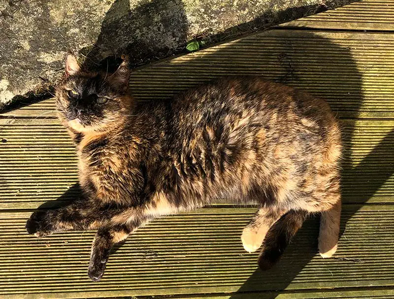 chat écaille de tortue