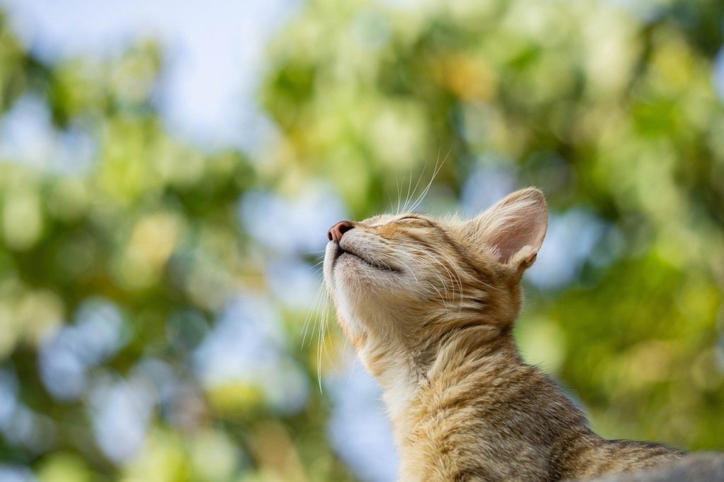 Les Vertus Du Bouillon D Os Pour Le Chien Et Le Chat Remedes Naturels Pour Animaux