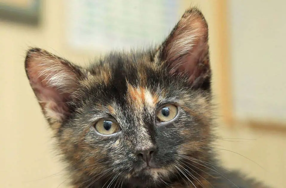 chaton écaille de tortue