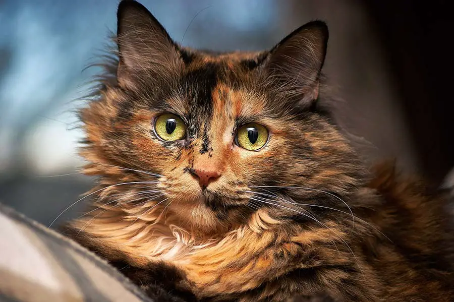 chatte écaille de tortue angora