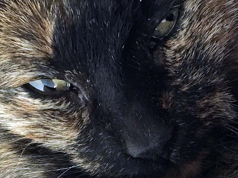 Chat Ecailles De Tortue 30 Choses A Savoir Sur Les Chats A La Robe Ecaille De Tortue Remedes Naturels Pour Animaux