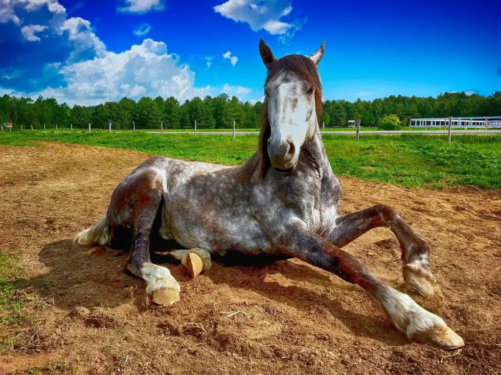 Cheval : Diagnostic des coliques : comment détecter une colique sableuse imminente