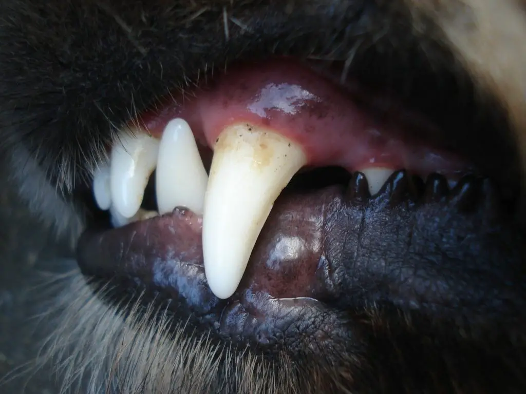 Inspection des dents du chien