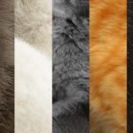 Les couleurs des chats : Les secrets sur les fourrures du chat