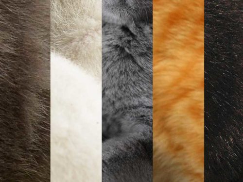 les couleurs des chats, d'où viennent-elles