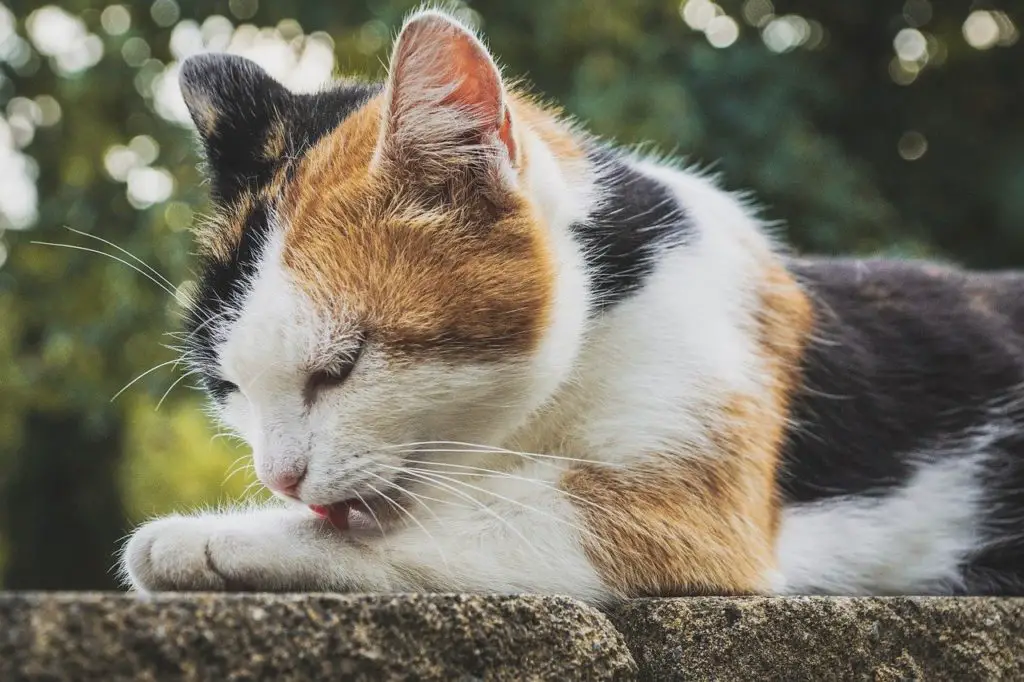 couleurs des chats