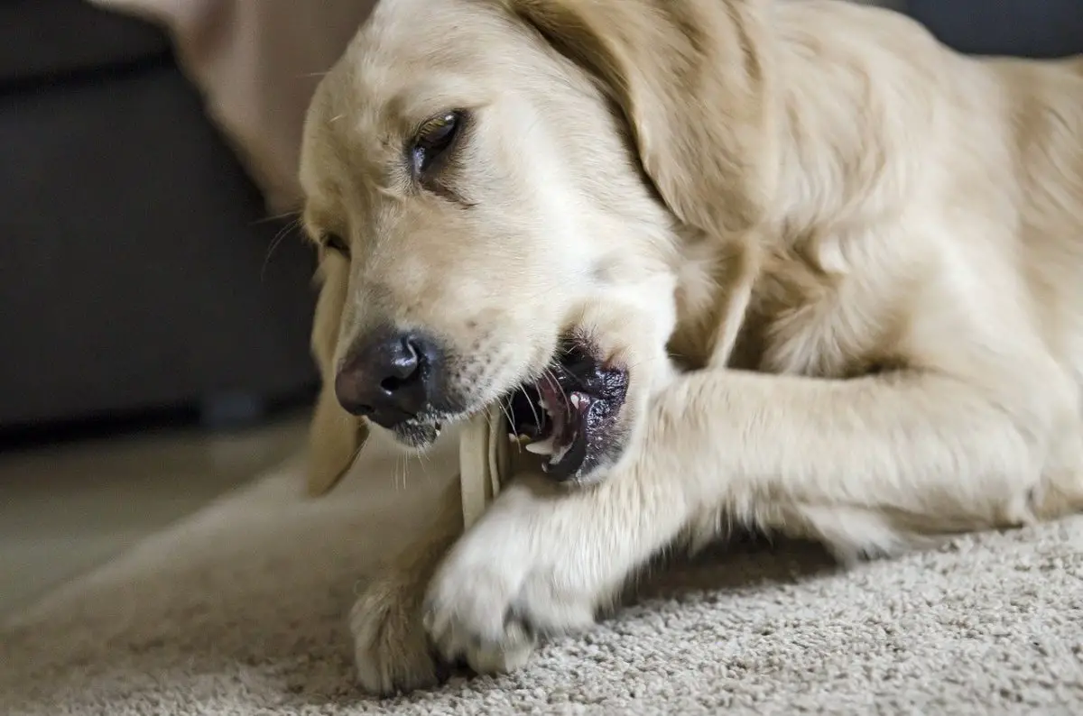 mon chien s'est cassé une dent que faire