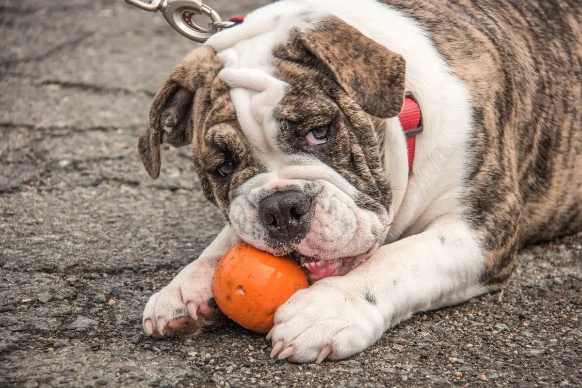 abcès dentaire chez le chien comment traiter