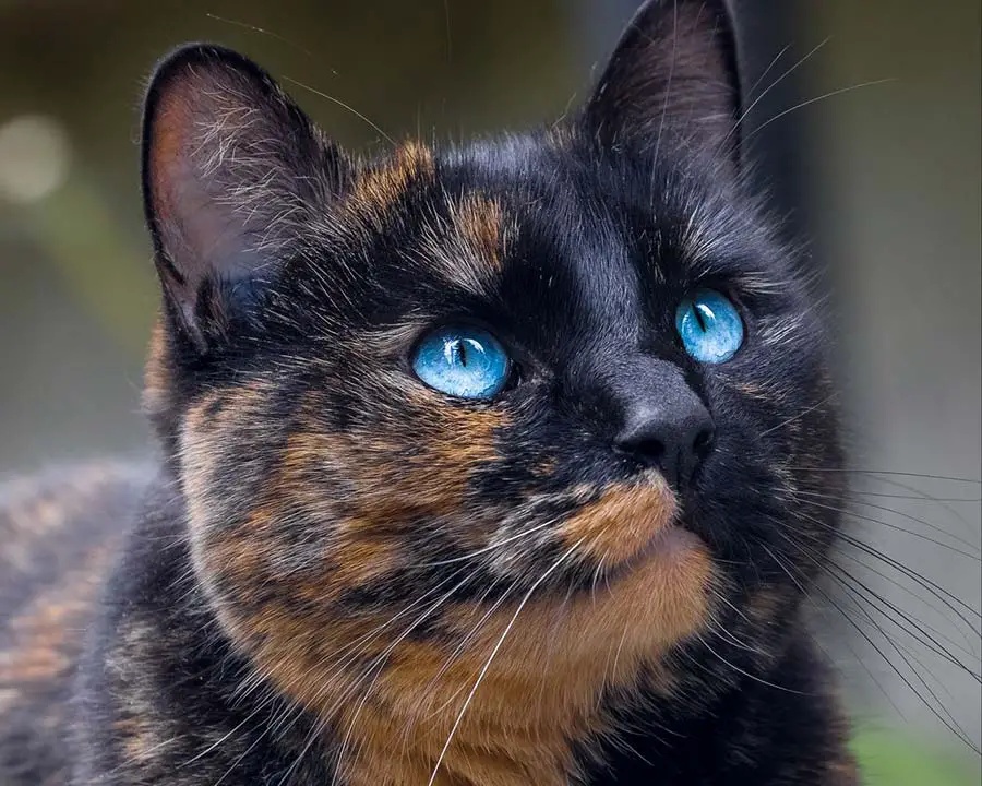 écaille de tortue aux yeux bleus