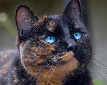 Chat Ecailles De Tortue 30 Choses A Savoir Sur Les Chats A La Robe Ecaille De Tortue Remedes Naturels Pour Animaux