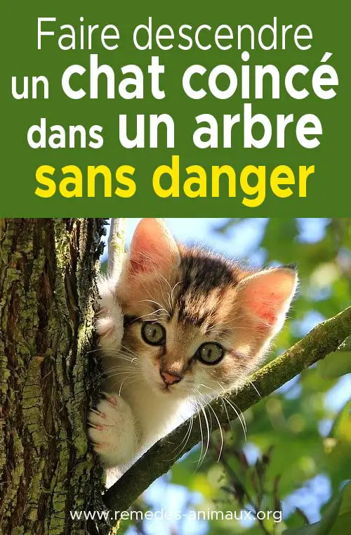 faire descendre un chat coincé dans un arbre sans danger