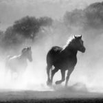 Cheval : Diagnostic des coliques, comment détecter une colique sableuse imminente