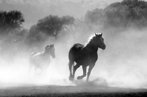 Cheval : Diagnostic des coliques : comment détecter une colique sableuse imminente