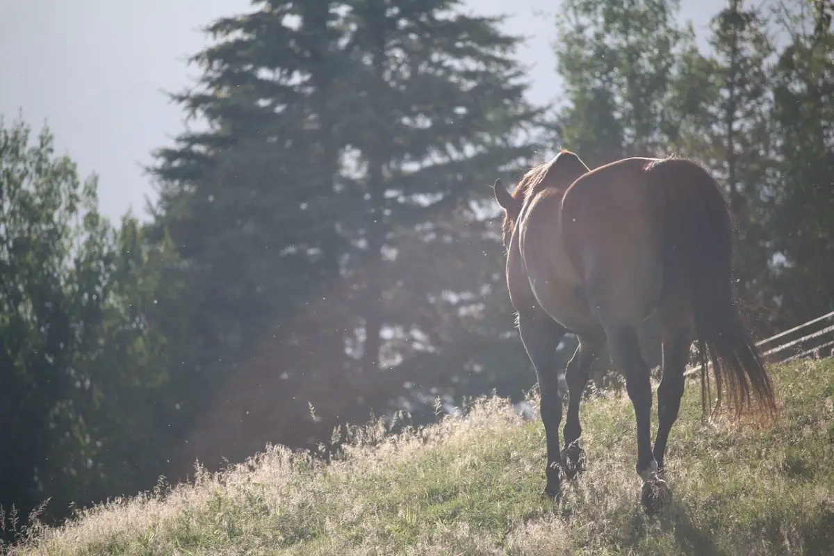 Rendre la vieillesse du cheval plus confortable avec des soins appropriés