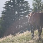 Rendre la vieillesse du cheval plus confortable avec des soins appropriés