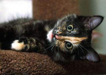 Chat Ecailles De Tortue 30 Choses A Savoir Sur Les Chats A La Robe Ecaille De Tortue Remedes Naturels Pour Animaux