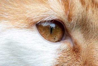 Mon Chat A Des Taches De Vieillesse Sur Le Nez Faut Il S Inquieter Remedes Naturels Pour Animaux