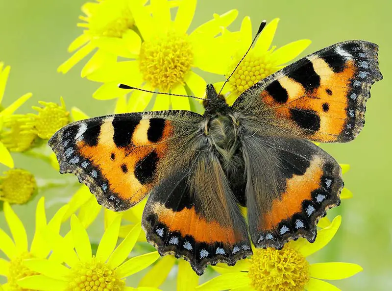 papillon écaille de tortue