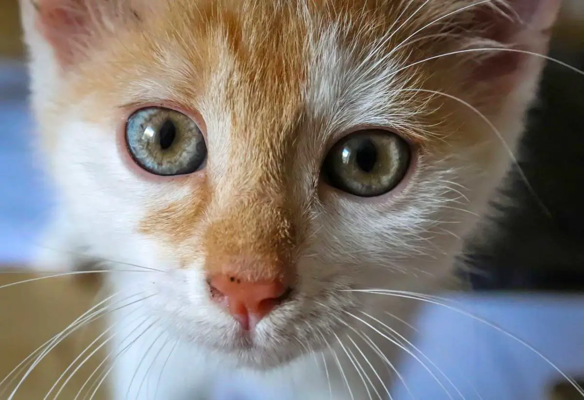 tache de rousseur du chat est ce une maladie