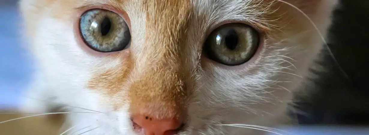 tache de rousseur du chat est ce une maladie