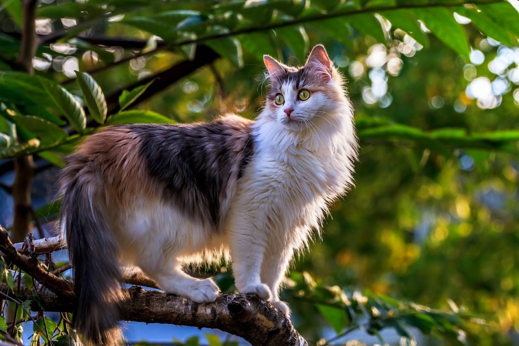 Chat dans un arbre, comment l'aider à descendre