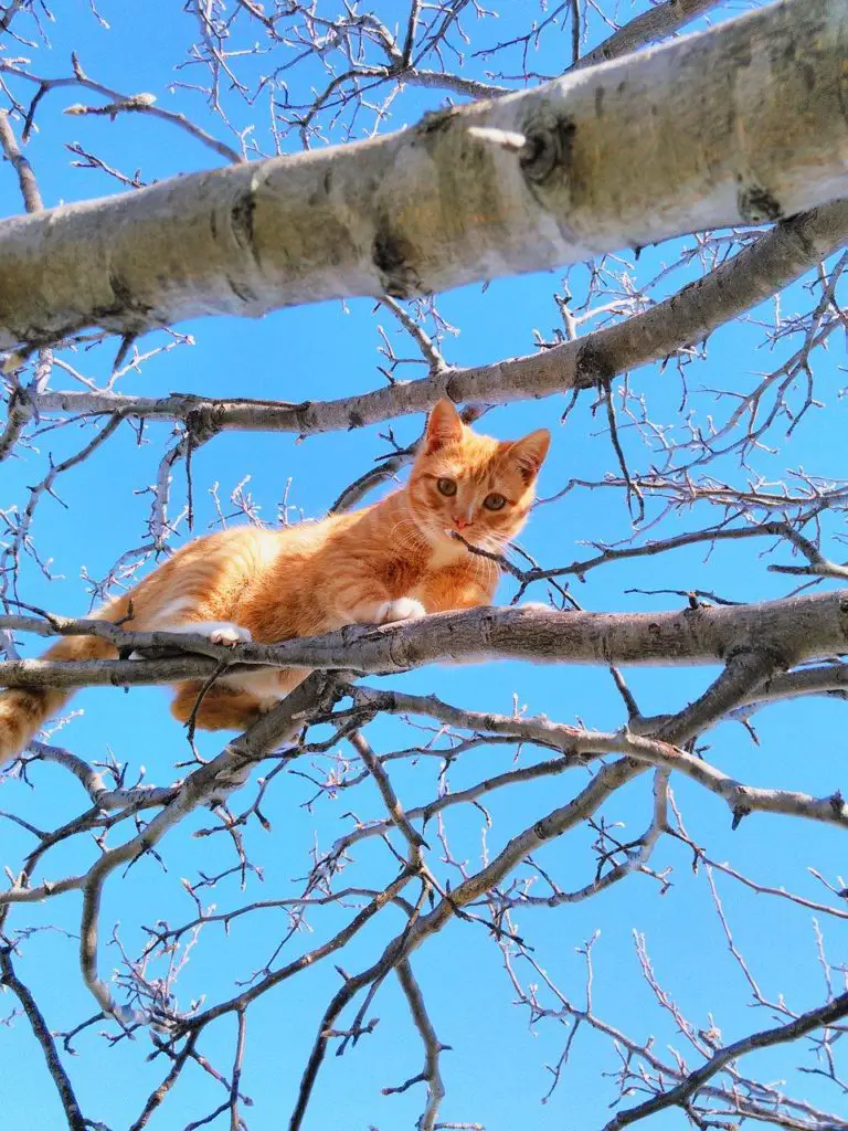 chat funambule sur une branche
