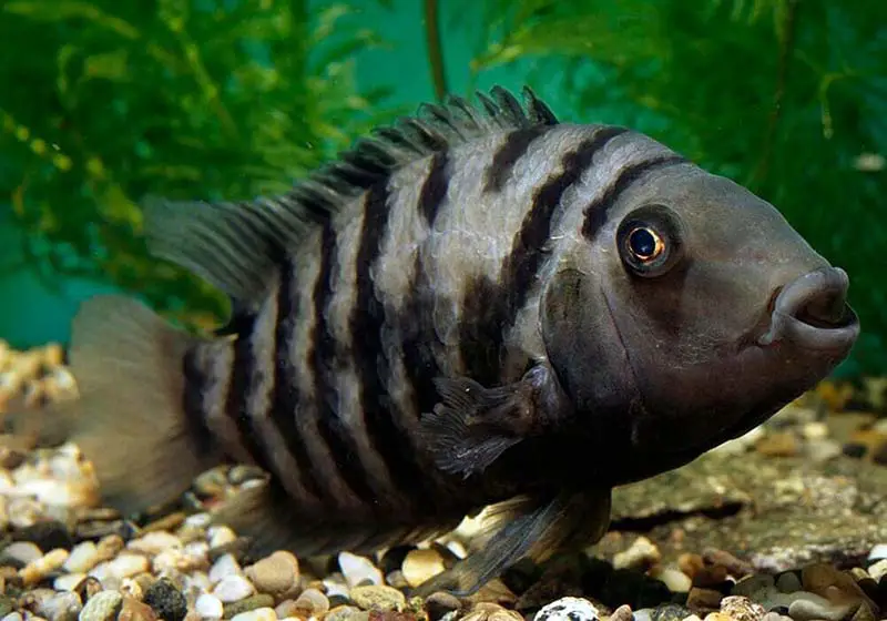 Amatitlania nigrofasciata choisir un poisson d'aquarium d'eau douce