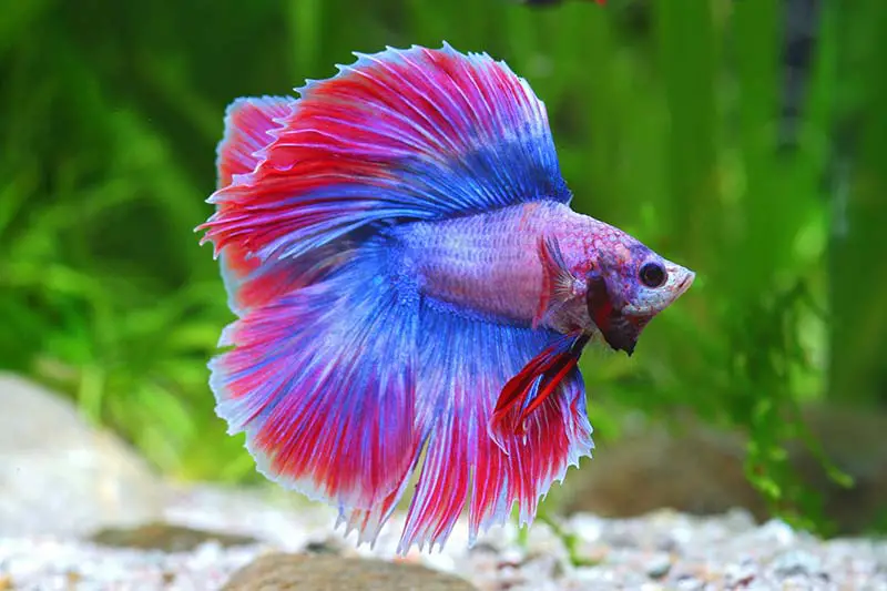 (Betta splendens) les plus beaux poissons d'eau douce pour aquarium