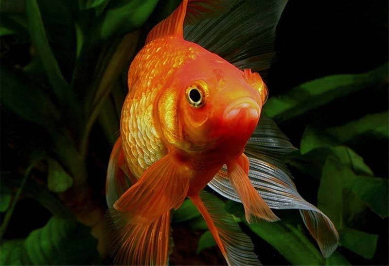 Carassius auratus - poisson rouge commun