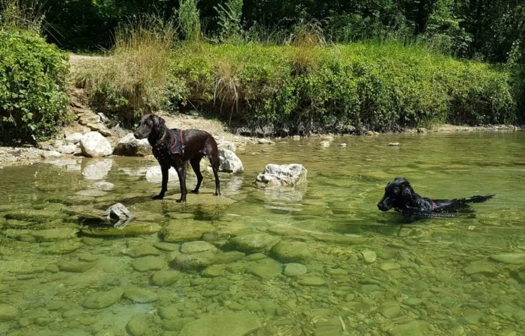 chien qui se baignent dans de l'eau contenant des algues bleues vertes