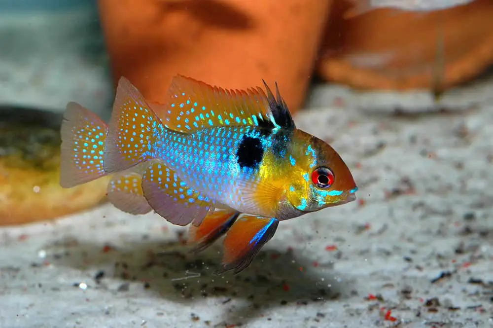 quel beau poisson pour son aquarium Mikrogeophagus ramirezi