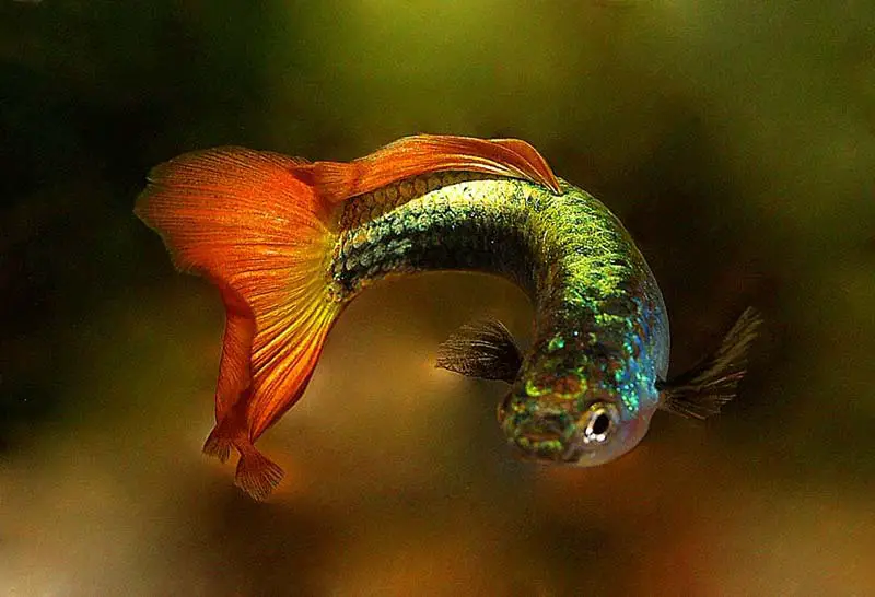 Poecilia reticulata - poissons d'aquarium incroyables