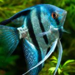 Les poissons d'aquarium les plus fascinants au monde