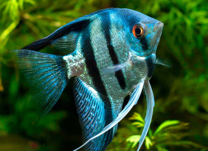 Pterophyllum scalare les plus beaux poissons d'aquarium
