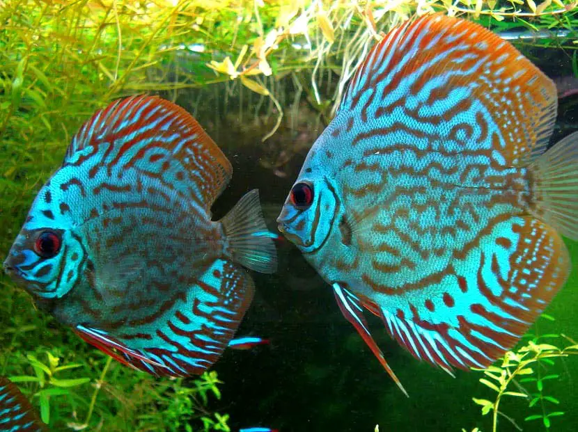 Symphysodon - beaux poissons d'aquarium