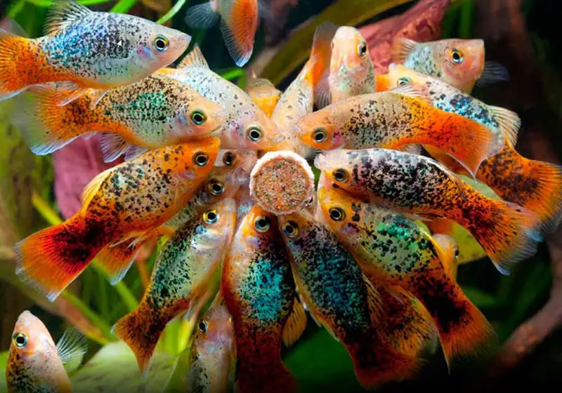 Xiphophorus maculatus plus beaux poissons d'aquarium