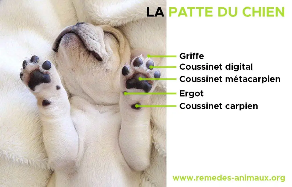 anatomie de la patte du chien