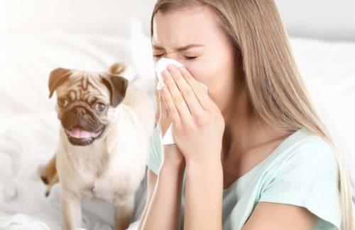 astuces quand on est allergique au chien