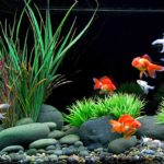 Aquariophilie  : Comment choisir le bon poisson pour mon aquarium
