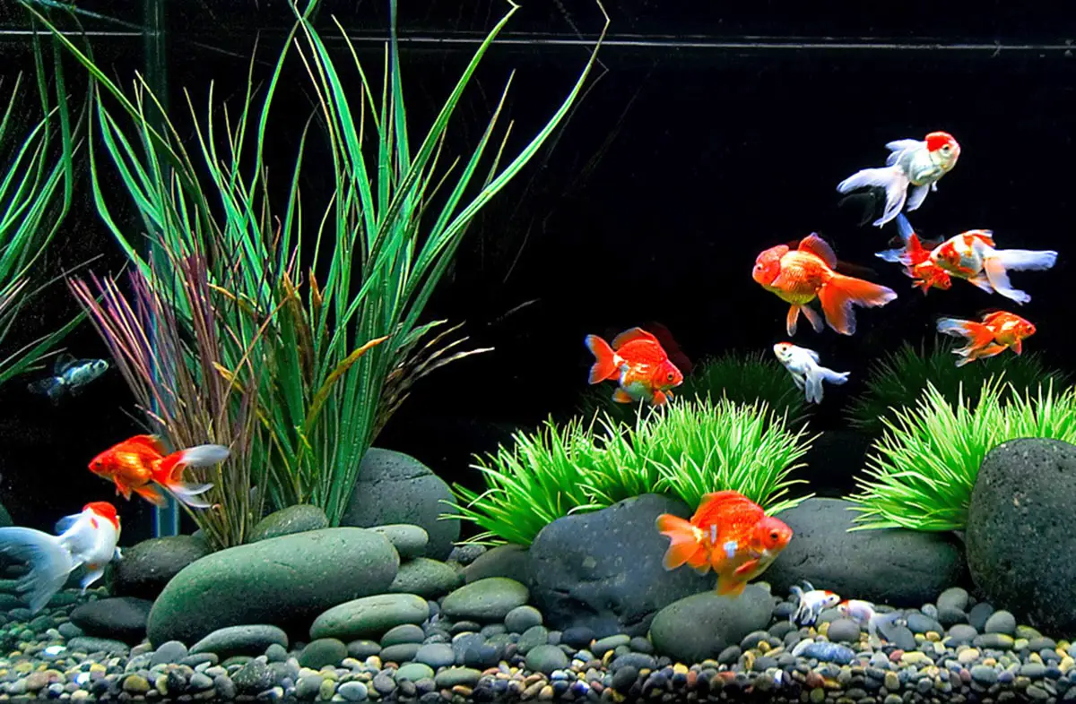 bien choir son poisson pour son aquarium